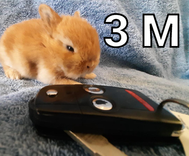 Great Featured Purebred Netherland Dwarf bunny rabbit, #Great fo in Small Animals for Rehoming in St. Catharines - Image 4
