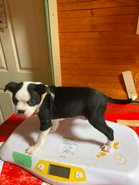 Boston Terrier Pups available