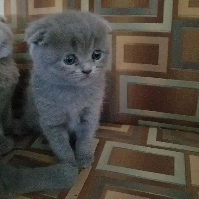 Scottish Fold and Straight blue kittens CCA/AFC registered | Cats ...