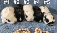 Top Featured Purebred Netherland Dwarf bunny rabbit, #Great for City of Toronto Toronto (GTA) Preview