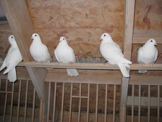 Pigeons FOR SALE in Birds for Rehoming in Winnipeg