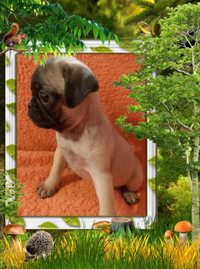 Fawn pug girl. Mather Day sale!! Best offer!!!