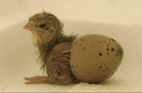 Educational Program for Kids: Hatch Quail Chicks without hassle. City of Toronto Toronto (GTA) Preview