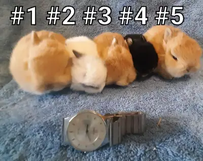 Top Featured Purebred Netherland Dwarf, Holland Lop, bunny rabbi, View more