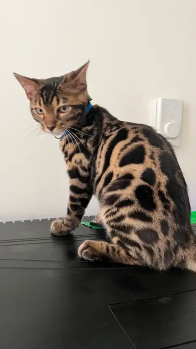 New Bengal Kitten for adoption!, View more