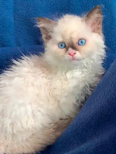Chatons Selkirk Rex, View more