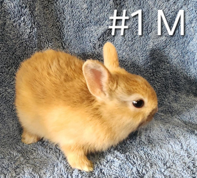 Good Featured Purebred Netherland Dwarf, Holland Lop, bunny rabb in Small Animals for Rehoming in Kitchener / Waterloo