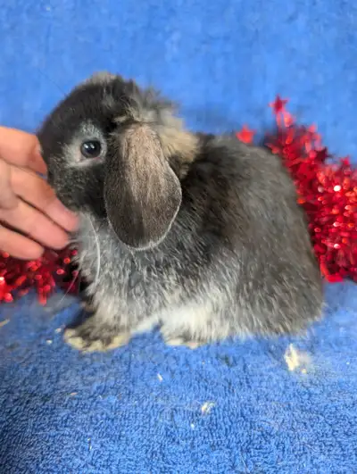 Bébés lapins nains néerlandais, mini rex, tête de lion, bélier, View more