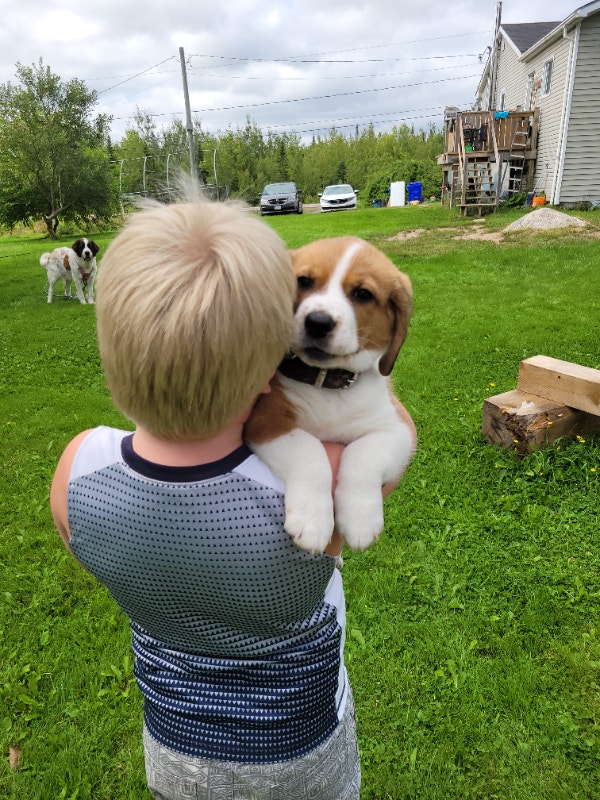 St Bernard Beagle Mix Dogs & Puppies for Rehoming Fredericton Kijiji