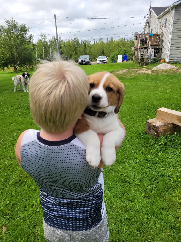 St Bernard Beagle Mix | Dogs & Puppies for Rehoming | Fredericton | Kijiji