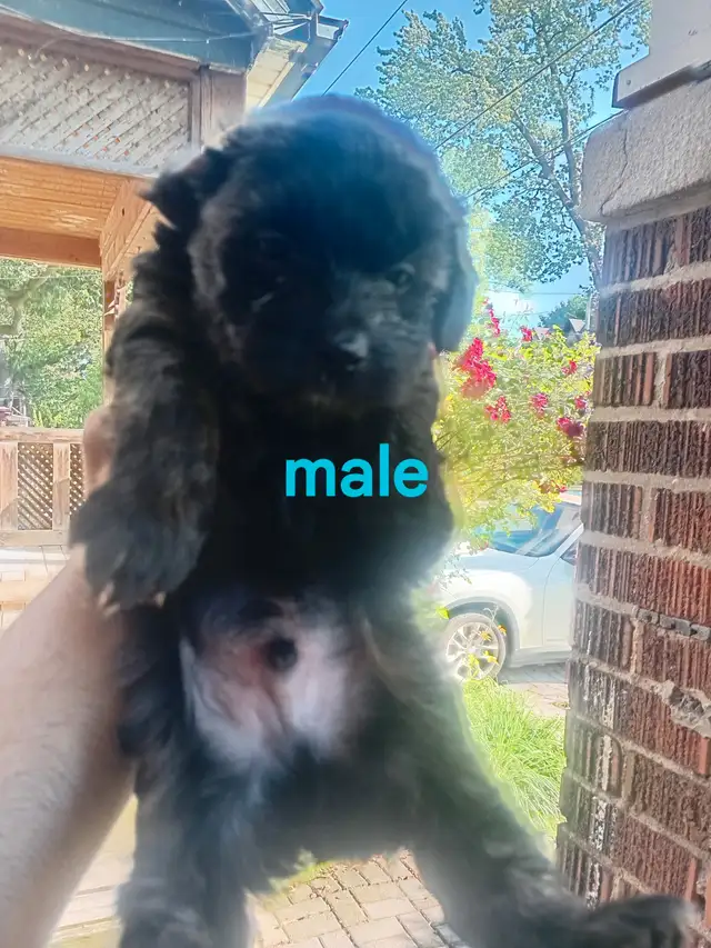 Puppies ready to go ( yorkiepoo) in Dogs & Puppies for Rehoming in City of Toronto - Image 3