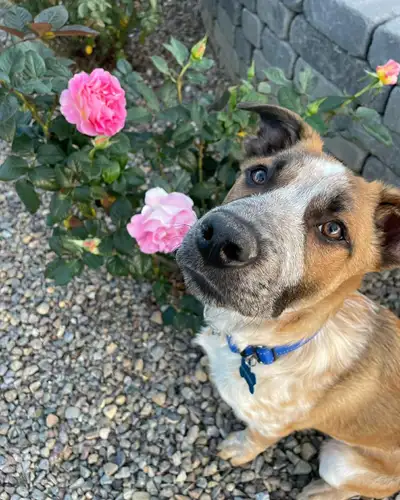 Cattle Dog Mix Puppy for Adoption – Neutered, House Trained, View more