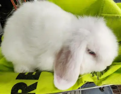 Top Featured Purebred Holland Lop, Netherland Dwarf, bunny rabbi, View more