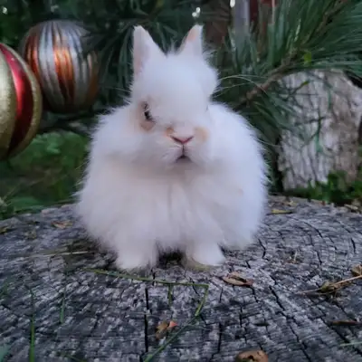 EXTRAORDINARY Netherland dwarf, mini rex, lionhead, Holland lops, View more