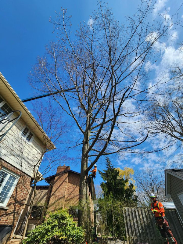 Tree Services (Removal, Trimming, Stumps) in the Niagara Region in Lawn, Tree Maintenance & Eavestrough in St. Catharines - Image 2