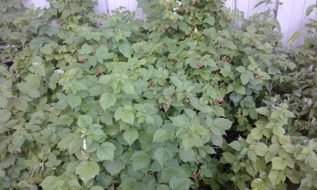 Raspberry for planting in Plants, Fertilizer & Soil in Ottawa