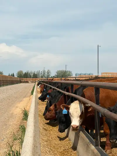 NOW HIRING: FEEDLOT WORKER, View more