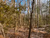 Building Lot For Sale In Bancroft