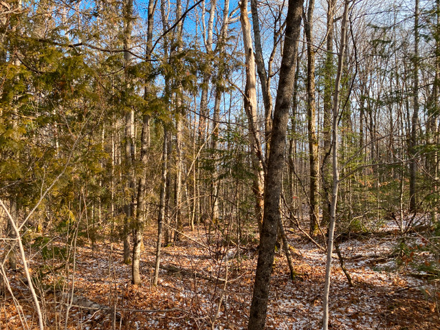 Building Lot For Sale In Bancroft in Land for Sale in Trenton
