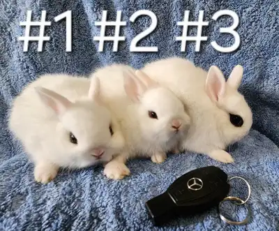 Top Featured Purebred Dwarf Hotot, Neetherland Dwarf bunny rabbi, View more