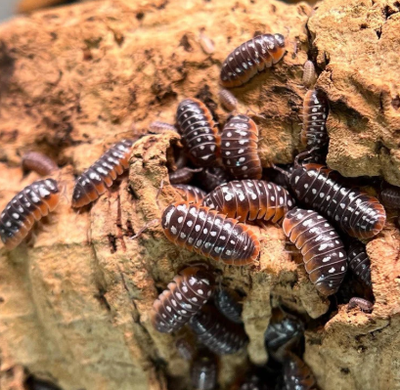 Armadillidium klugii [Pack of 6], View more
