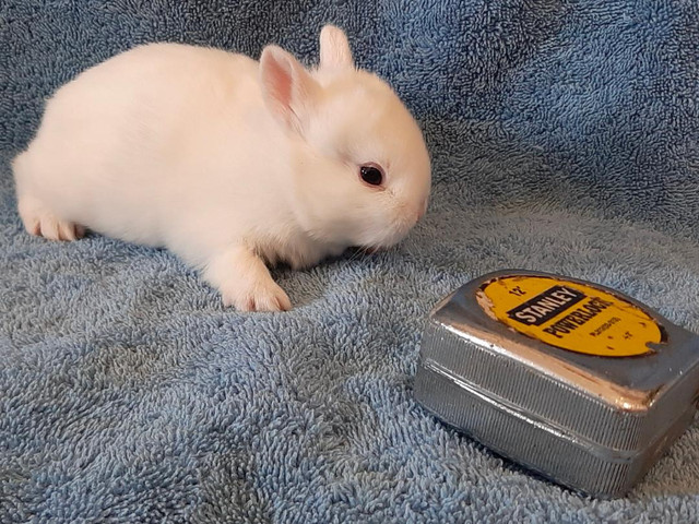 Good Featured BlueEye White Purebred Netherland Dwarf baby bunny in Small Animals for Rehoming in St. Catharines - Image 2