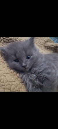 Beautiful fluffy grey kitten