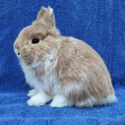 EXTRAORDINARY Netherland Dwarf, Lionhead & Holland Lop, View more