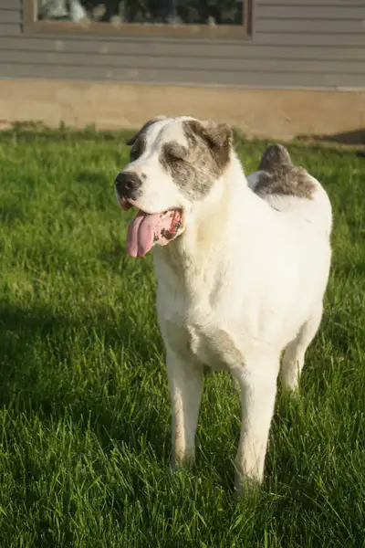 Meet this impressive young Alabai (Central Asian Shepherd), a truly exceptional male with outstandin...