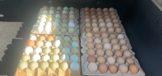 fresh farm eggs for sale Brampton in Other in Mississauga / Peel Region - Image 3