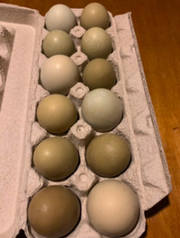 Hatching eggs !