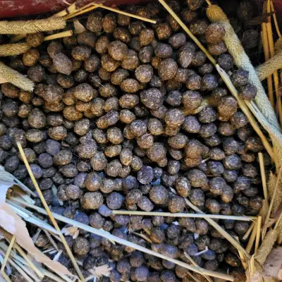 FUMIER/ COMPOST DU LAPIN * RABBIT MANURE COMPOST, View more