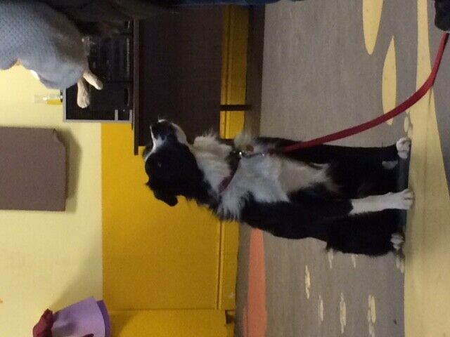 New Puppy, basic obedience and Pre Agility classes in Animal & Pet Services in Saint John - Image 3