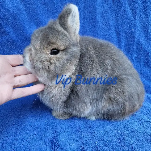 EXTRAORDINARY NETHERLAND DWARF,  HOLLAND LOP, LIONHEAD, MINI REX in Small Animals for Rehoming in City of Toronto - Image 7