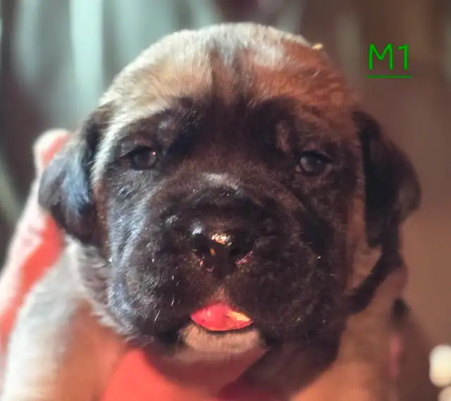 WORLD CLASS CANE CORSO PUPPIES in Dogs & Puppies for Rehoming in Vancouver - Image 17
