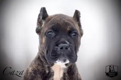 Presa Canario Puppies, View more