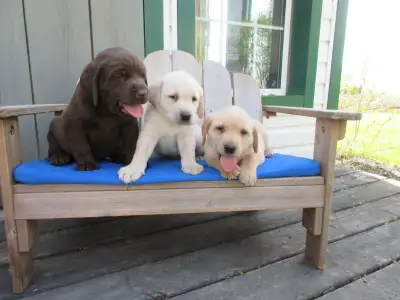 WE HAVE ONE PUREBRED MALE LAB PUPPY LEFT FROM A BEAUTIFUL LITTER OF SEVEN READY TO GO TO A GOOD HOME...