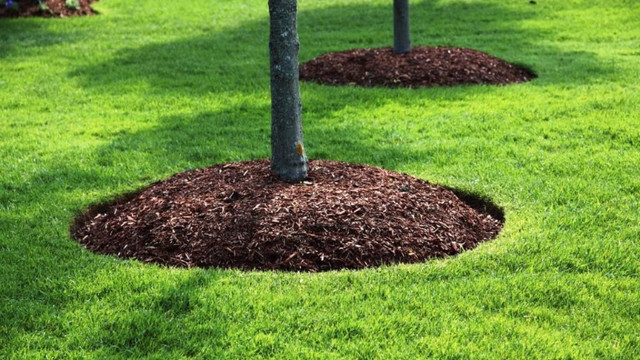 Ottawa Student Landscaping and Lawns in Lawn, Tree Maintenance & Eavestrough in Ottawa - Image 4