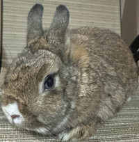 Great Featured Purebred Netherland Dwarf bunny rabbit, #Great fo