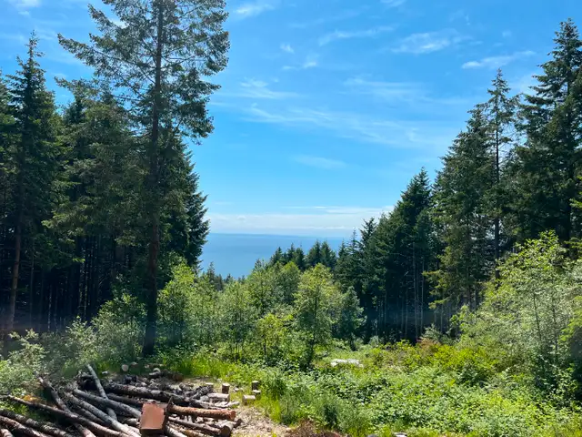 98 Acres of Managed Forest Land63009272009217121