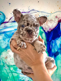 Lilac merle and tan female, carries testable and fluffy genes City of Toronto Toronto (GTA) Preview