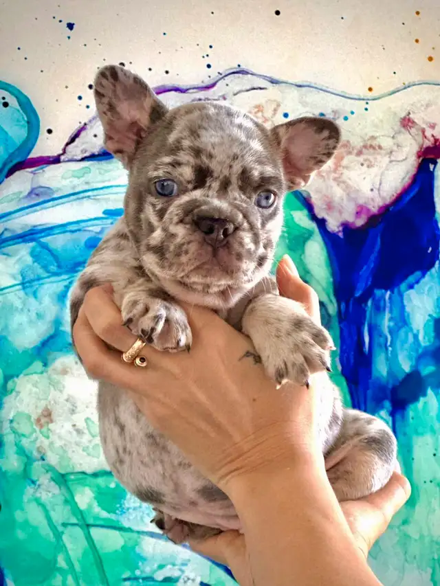 Lilac merle and tan female, carries testable and fluffy genes in Dogs & Puppies for Rehoming in City of Toronto - Image 2