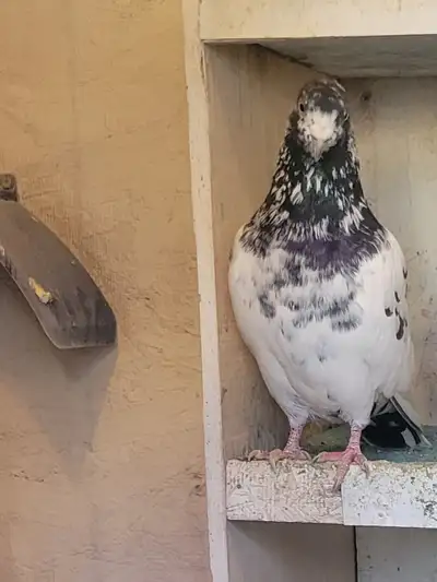 Free highflyer pigeons, View more