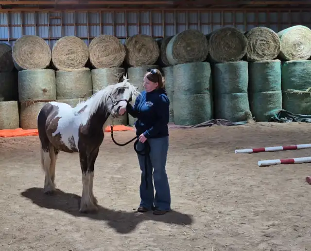 Twin Bridges Archie Yearling Gypsy Gelding in Horses & Ponies for Rehoming in Owen Sound - Image 6