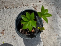 Perennial Plants Cornwall Ontario Preview