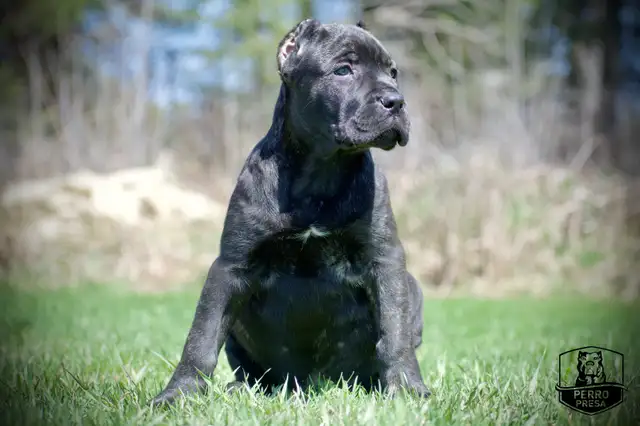 Presa Canario Puppies in Dogs & Puppies for Rehoming in City of Toronto - Image 17