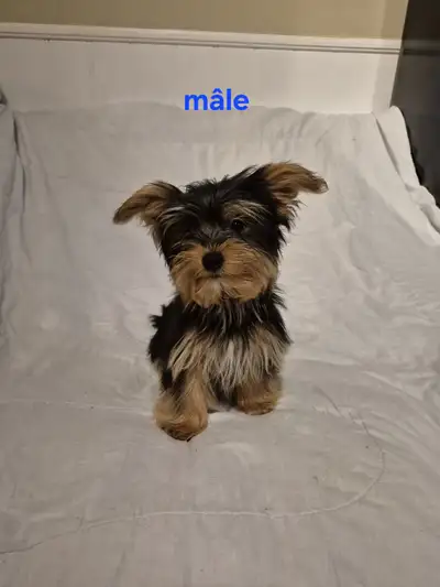 PRIX RÉDUIT: Jeune mâle Yorkshire Morkie de 5 mois prêt à partir. Pèse seulement 3.12 Lbs. Il avait...