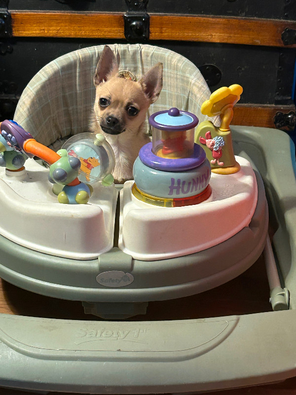 Full Breed Female Chihuahua in Dogs & Puppies for Rehoming in Belleville - Image 4
