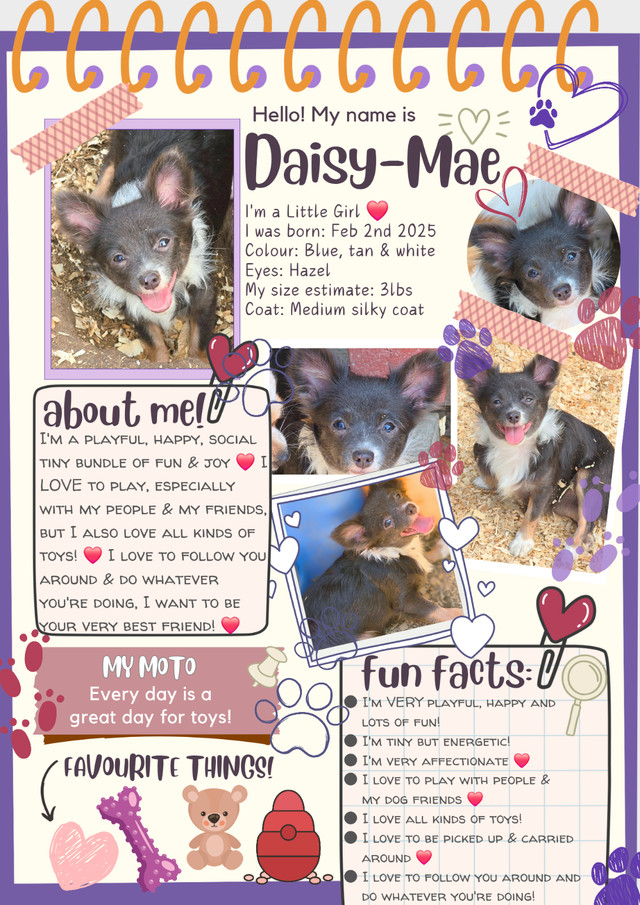 ❤️ Meet Daisy-Mae! ❤️ Tiny Chihuahua Puppy Raised with Love ❤️ in Dogs & Puppies for Rehoming in Ottawa - Image 2