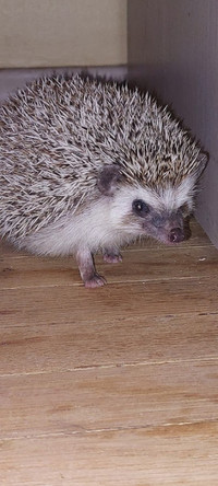 Hedgehog for rehoming - Male - With cage and accessories